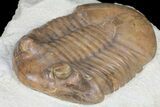 Big, Fat, Asaphus Latus Trilobite - Russia #99263-3